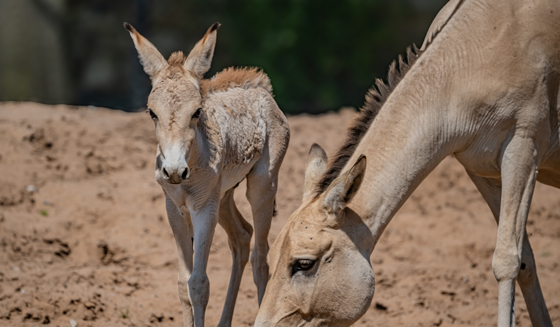 Onager Foal