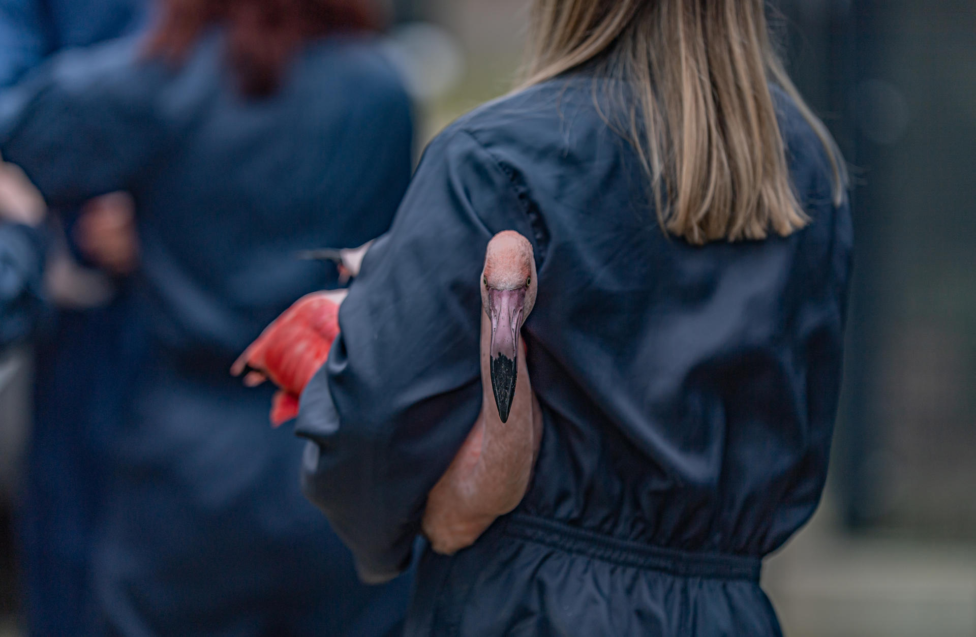 Zookeepers Safely Move A Flcok Of 107 Greater Flamingo To Their New Home In Heart Of Africa1