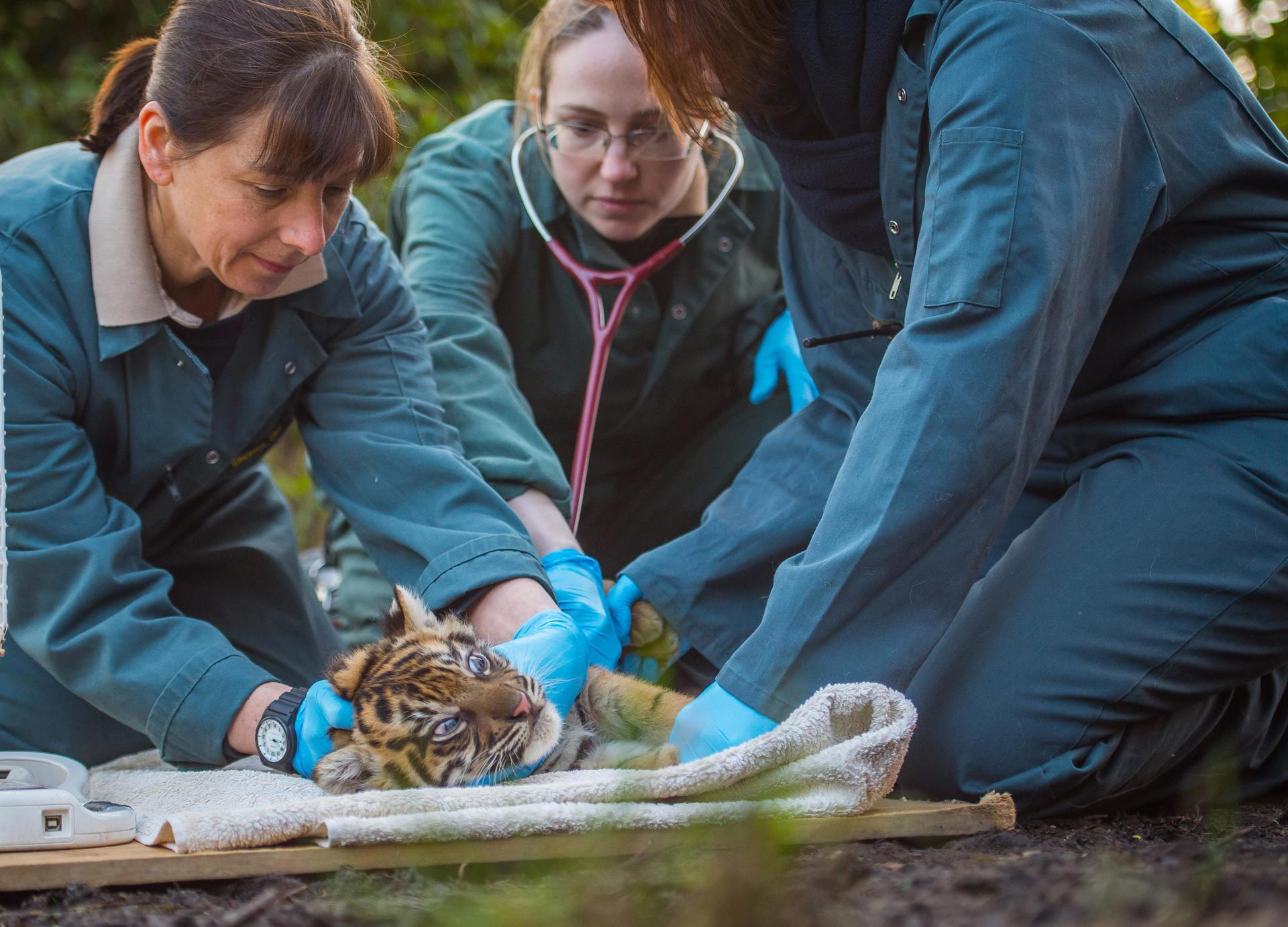 10 Vets And Vet Nurses From Chester Zoo Carefully Check Over One Of The Sumatran Tiger Cubs (2)