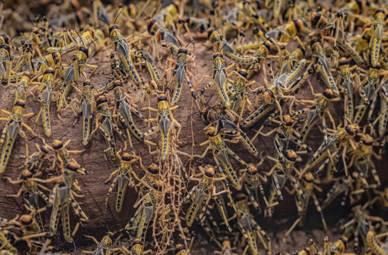 Desert Locust 4