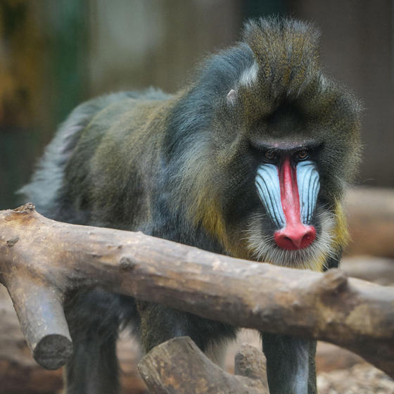 Mandrill 3