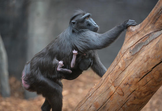 Sulawesi Crested Macaque 4
