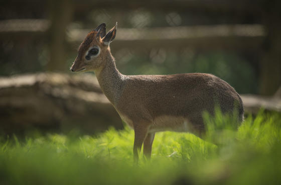 Kirk's Dik Dik 5
