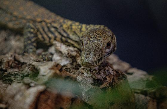 Komodo Dragon Baby