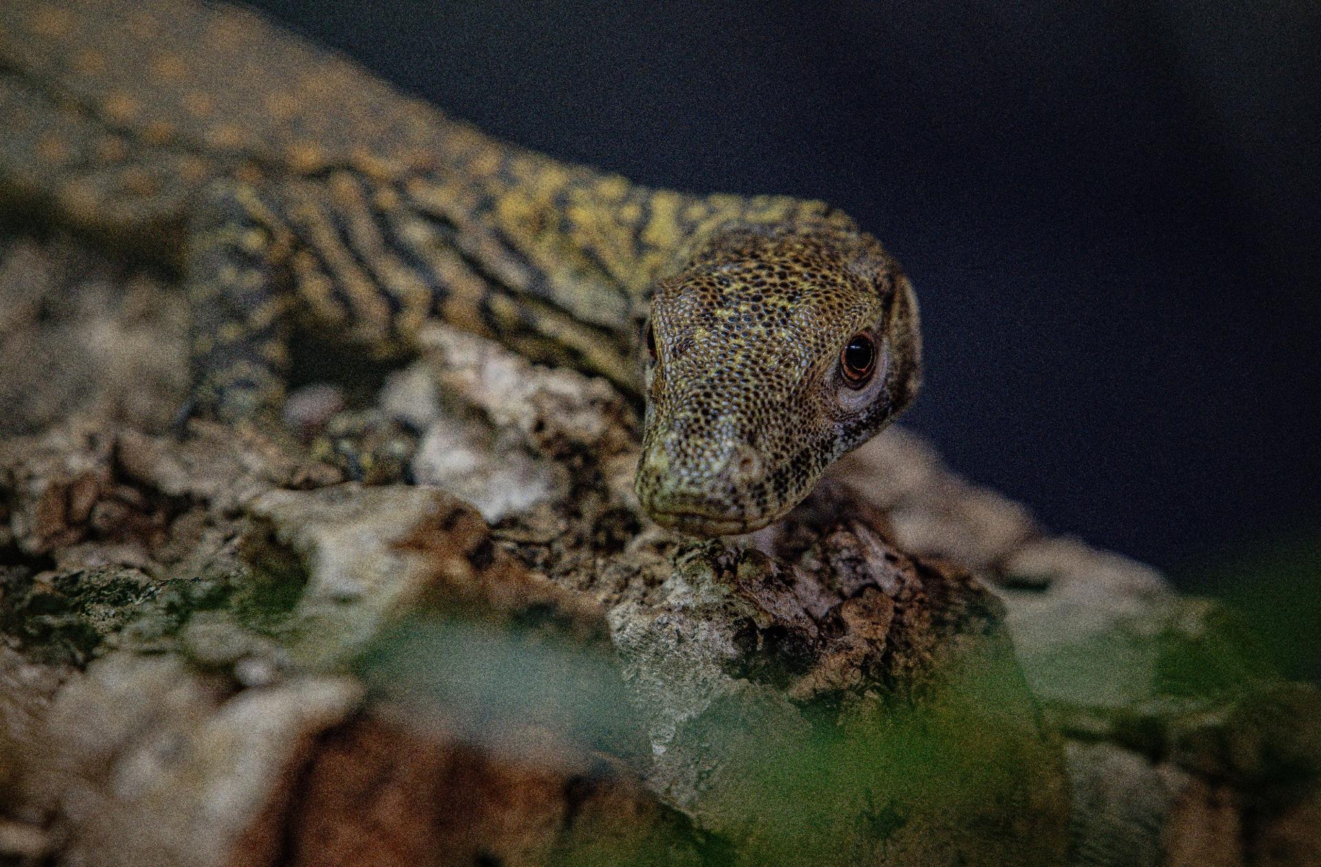 Komodo Dragon Baby