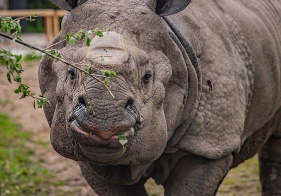 Rhino Experience 2
