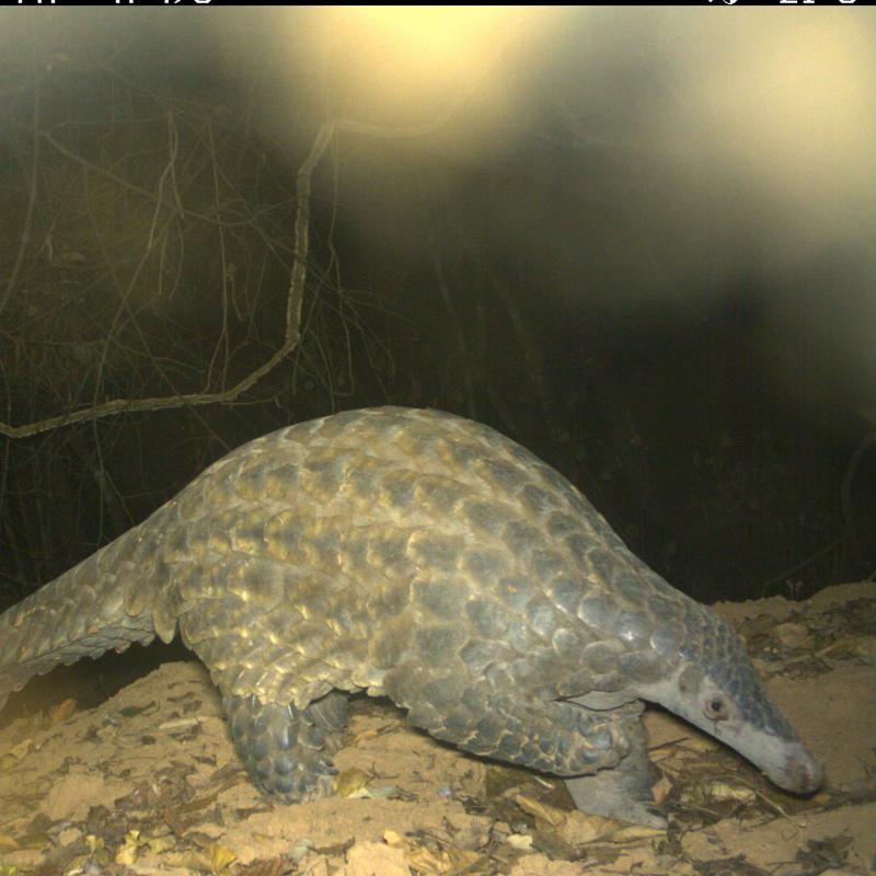 Giant Pangolin In The Wild 2 SQAURE
