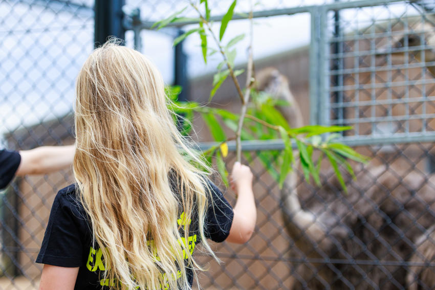 Ostrich Experience 1