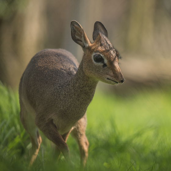 Kirk's Dik Dik 2