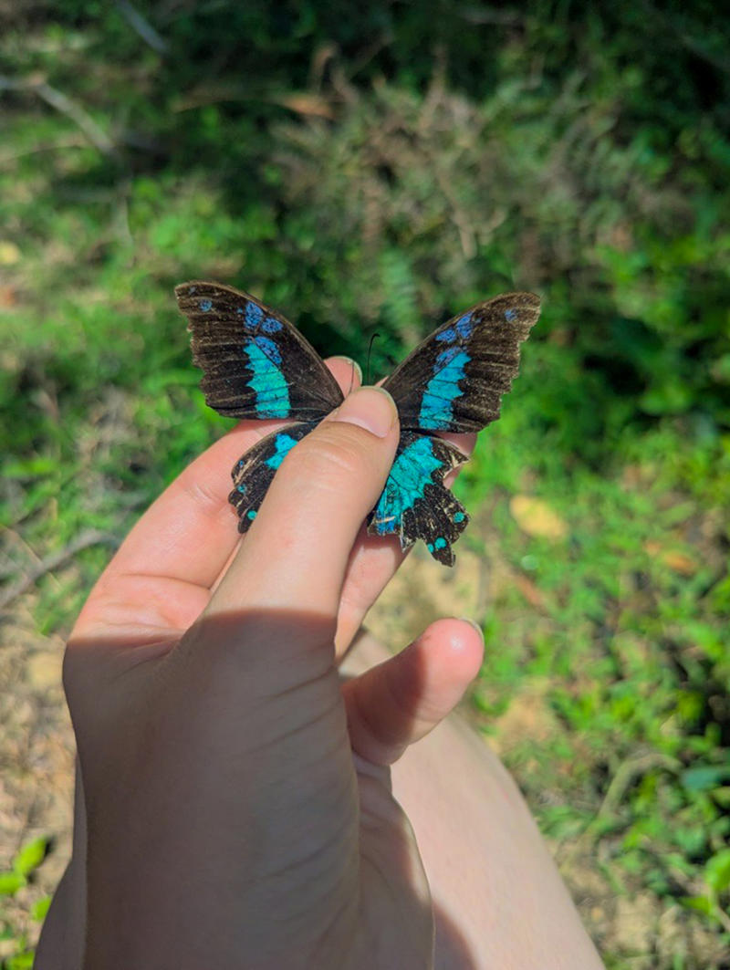 Biggest Madagascar Butterfly Survey Taking Place (Copyright Chester Zoo) Papilio Oribazus Butterfly In Field