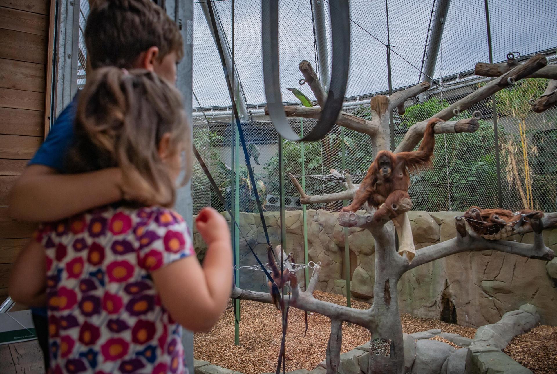 Two Children Looking Into Orangutan Habitat
