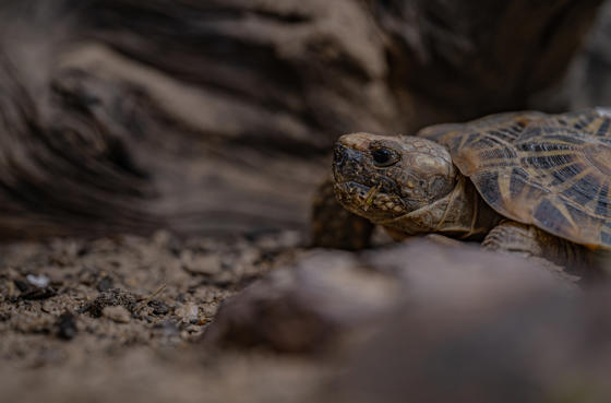 Pancake Tortoise 003