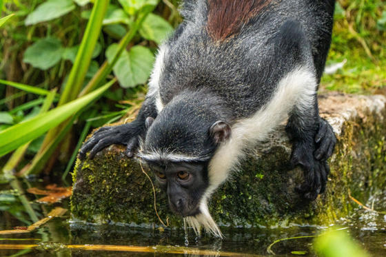 Roloway Monkey 2