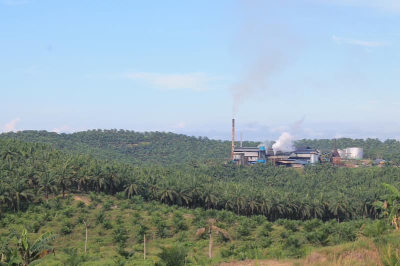 Palm Oil Plantation In Borneo, Indonesia