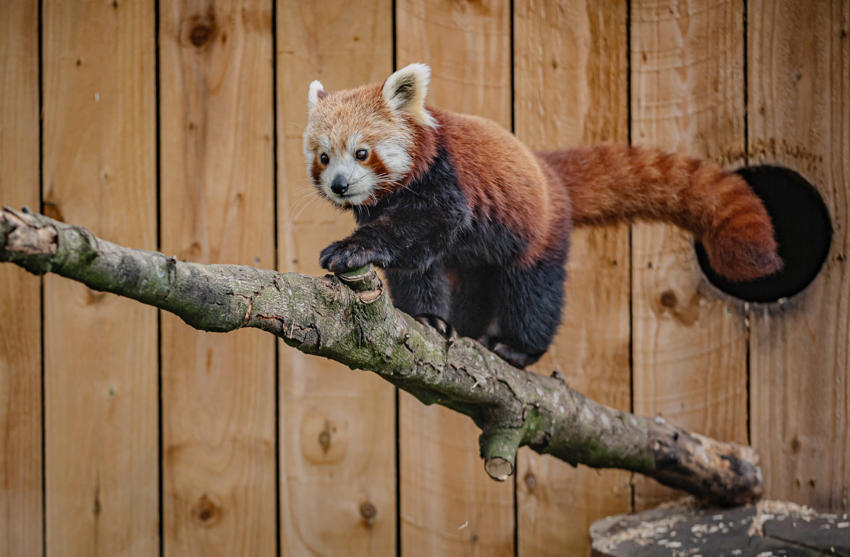 Akashi The Red Panda Has Arrived At Chester Zoo To Help Safeguard Her Species From Extinction 1
