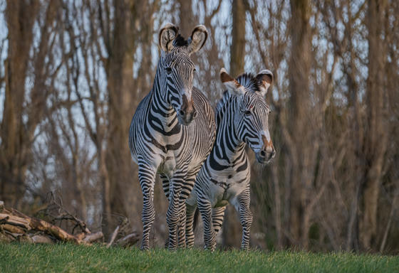 Grevy's Zebra 028