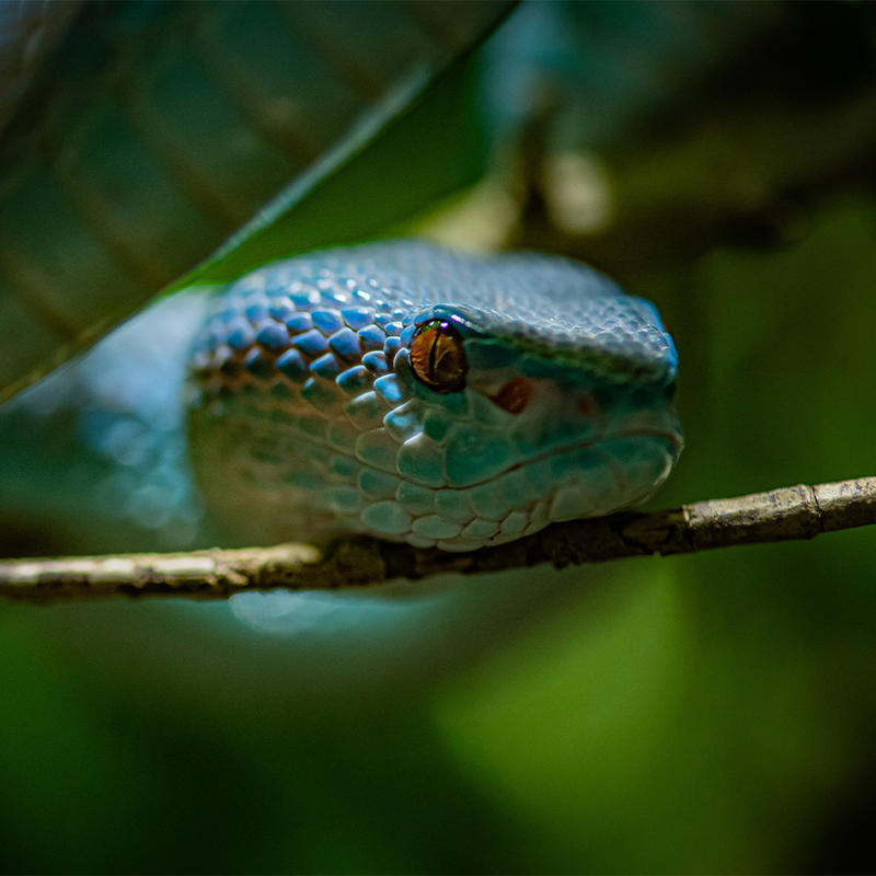 Blue Viper Square4