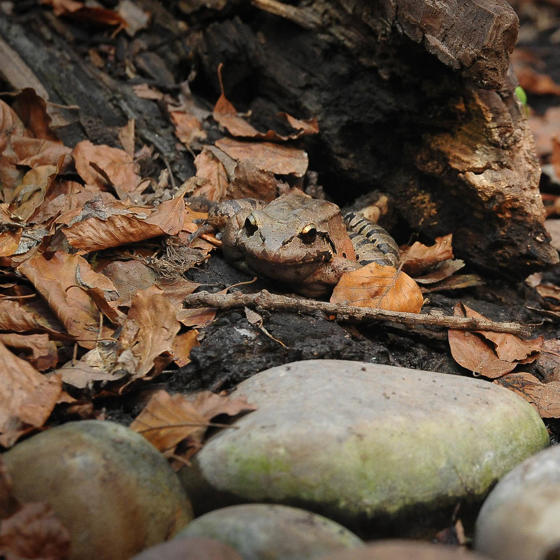 Mountain Chicken Frog 5