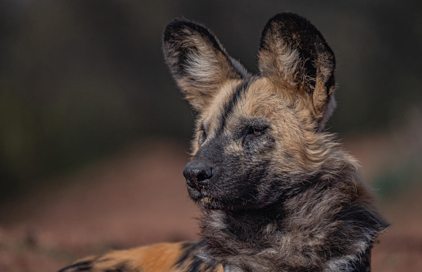 Wild Dogs HOA April 2025