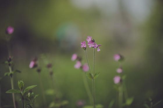 Red Campion