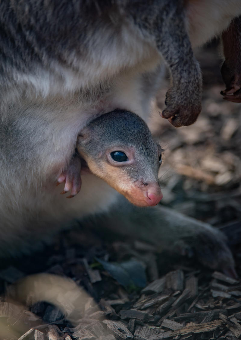 Dusky pademelon and joey at Chester Zoo