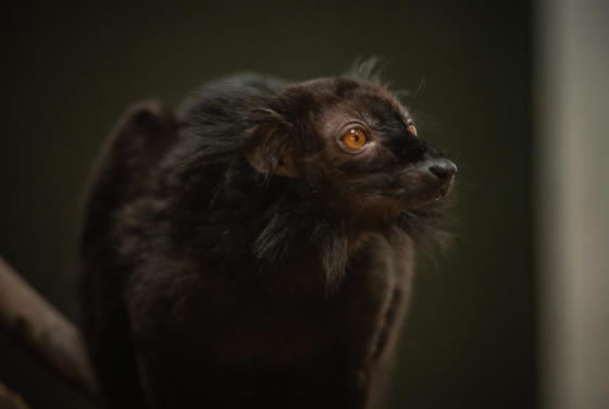 Black Lemur 6