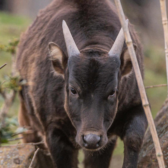 Anoa 1