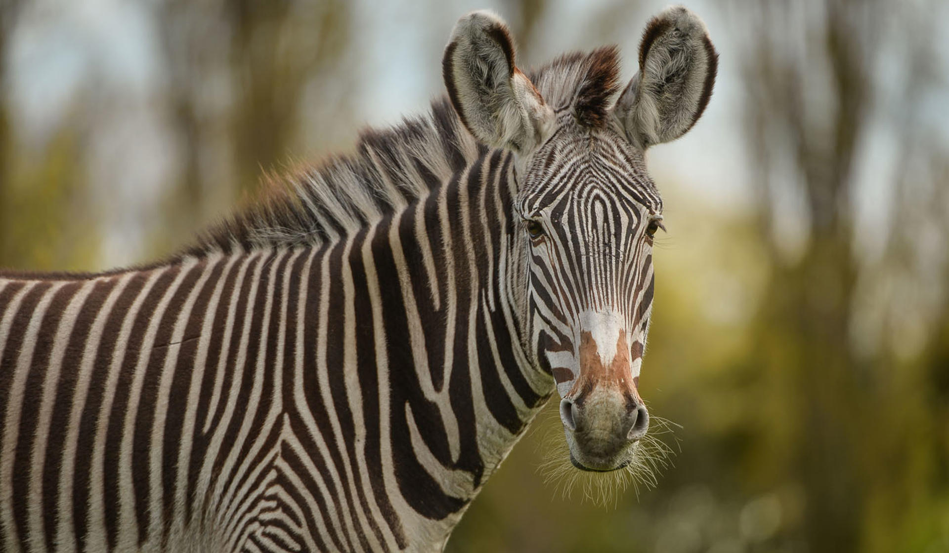 Grévy's Zebra