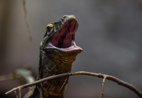 Komodo Dragon Experience