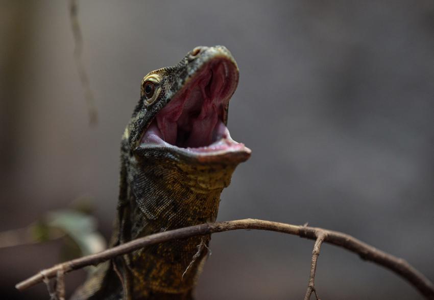 Komodo Dragon Experience