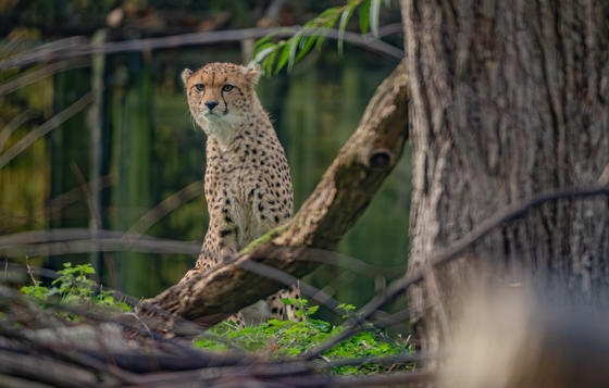 Cheetah Brothers Arrive At Chester Zoo To Help Save Their Species From Extinction 6 2