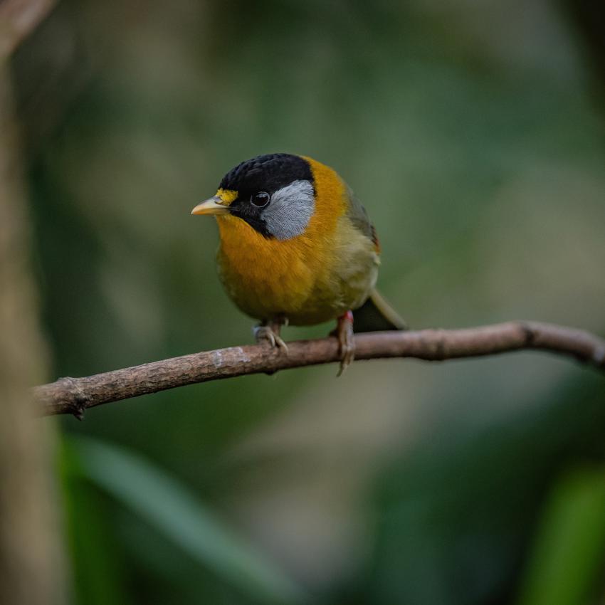 Mindful Moments Silver Eared Mesia, Square