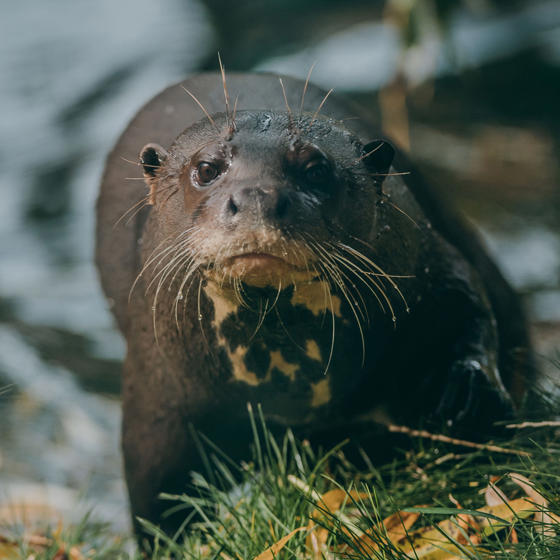 Giant Otter 3