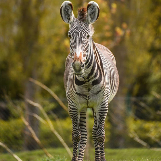 Zebra 2