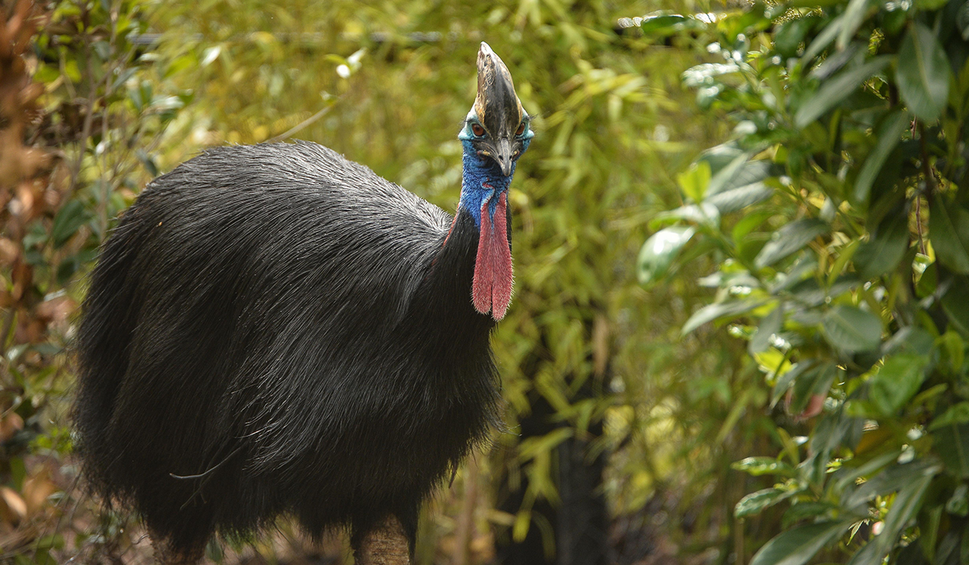 Southern cassowary at Chester Zoo