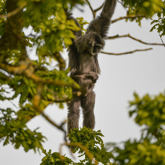 Silvery Gibbon 4