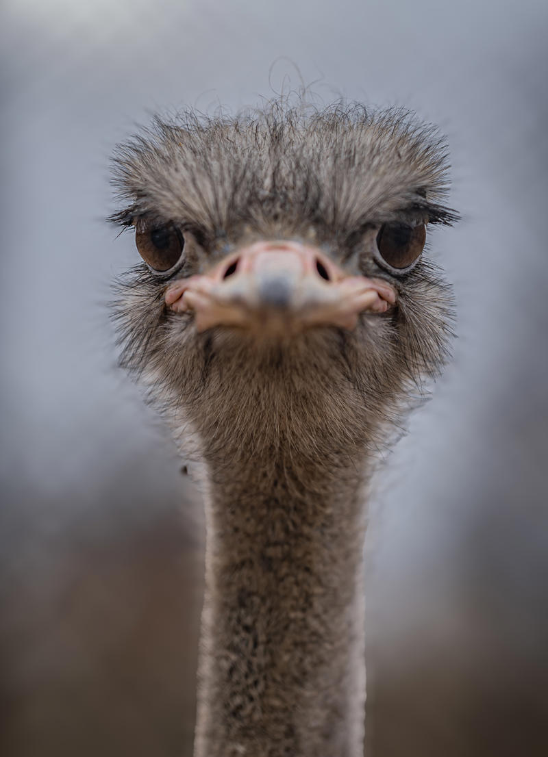 Common Ostrich 001