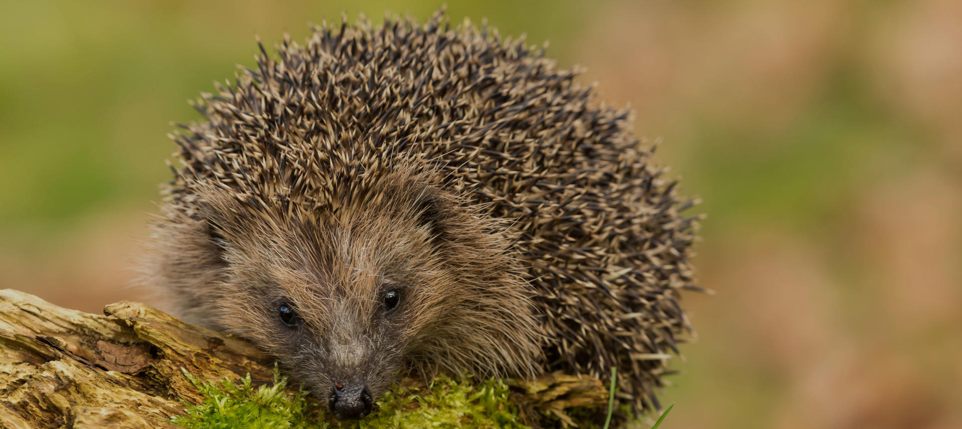 A hedgehog nestled on a mossy log. He has brown fur and dark and light brown spines