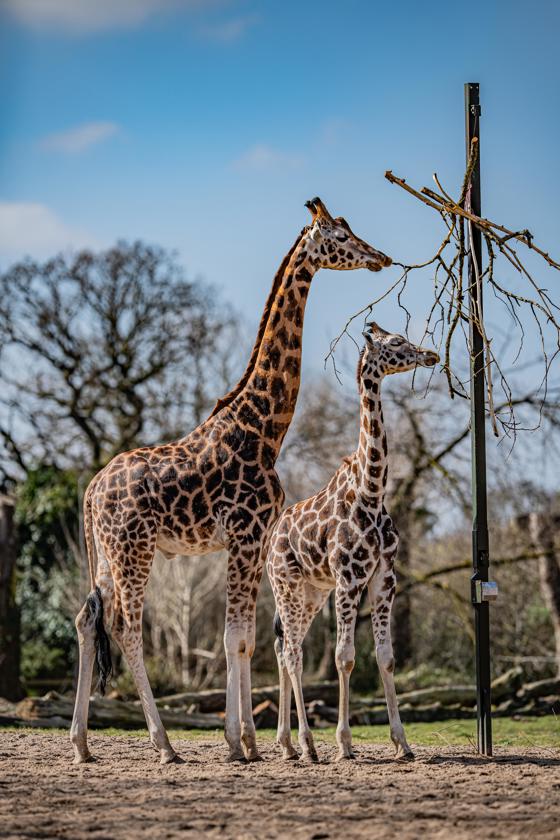 Rothschild's Giraffe 001