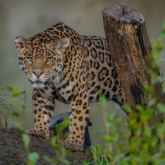 Mother And Son Jaguar Duo Bonita And Remi Explore Their New Retirement Home At Chester Zoo. Pictured Remi21 (1)