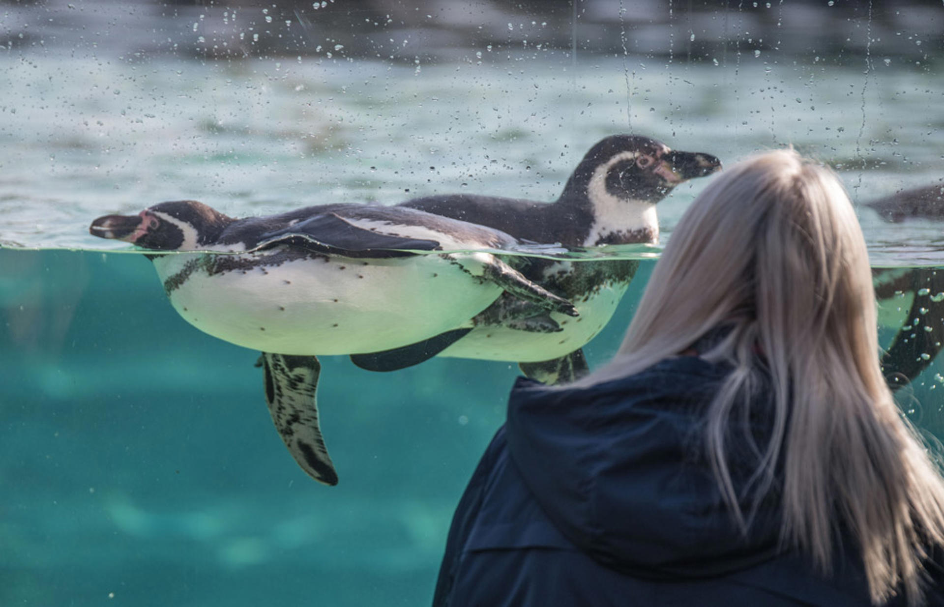 Learning Zoo Visitor Penguin Bird 2016 Desktop Engagement Young School Discovery People At The Zoo (1)