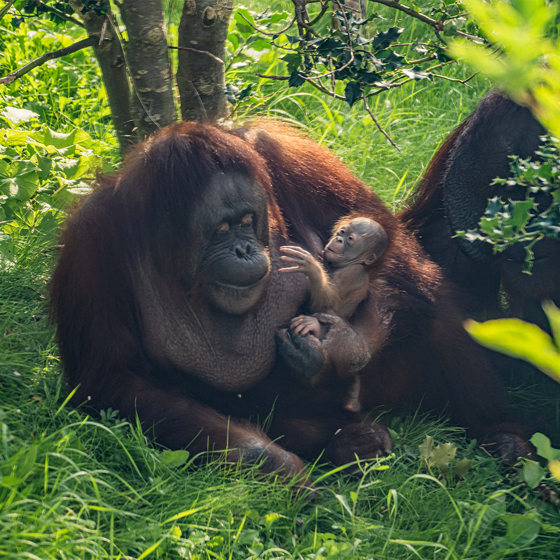Bornean Orangutan Baby And Mum Sarikei