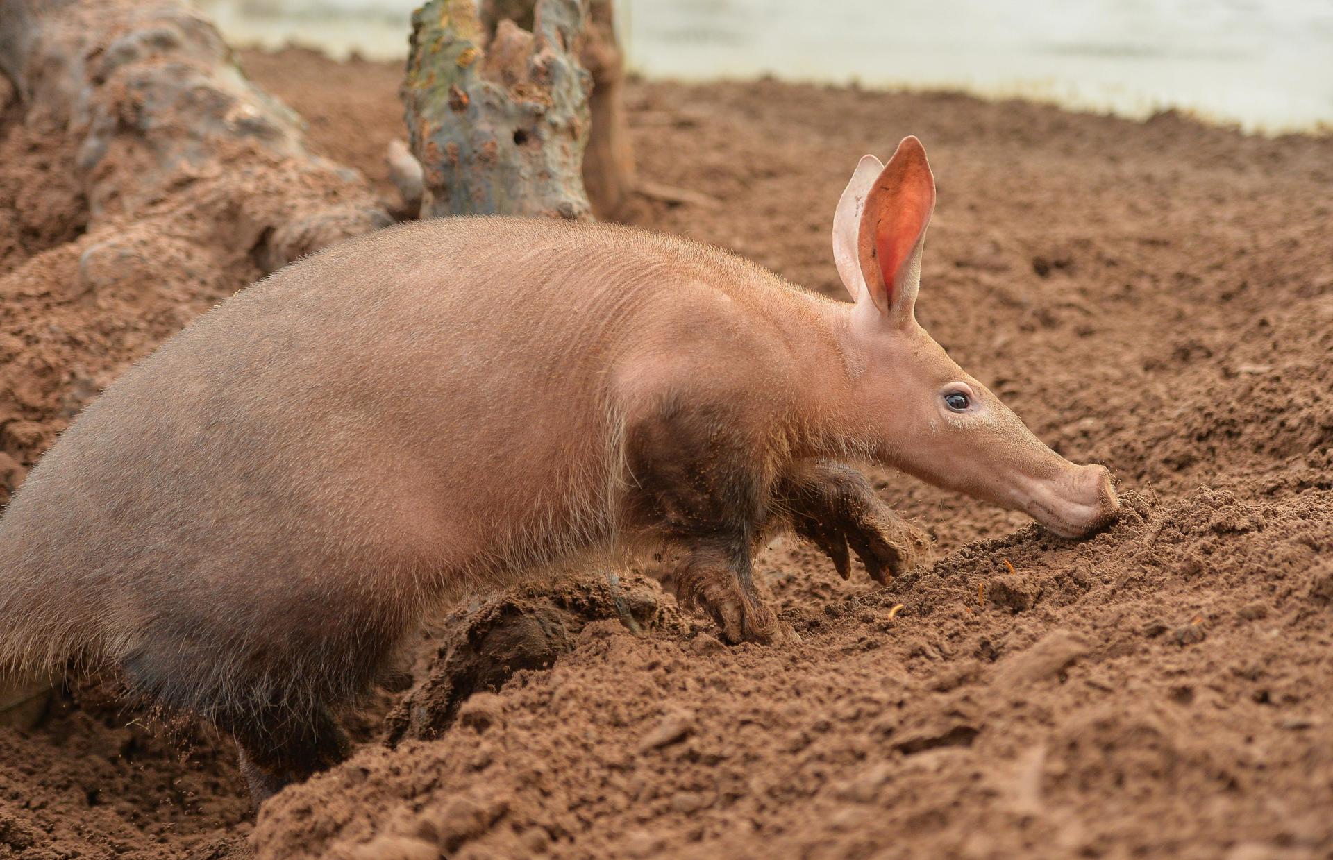 Aardvark 2