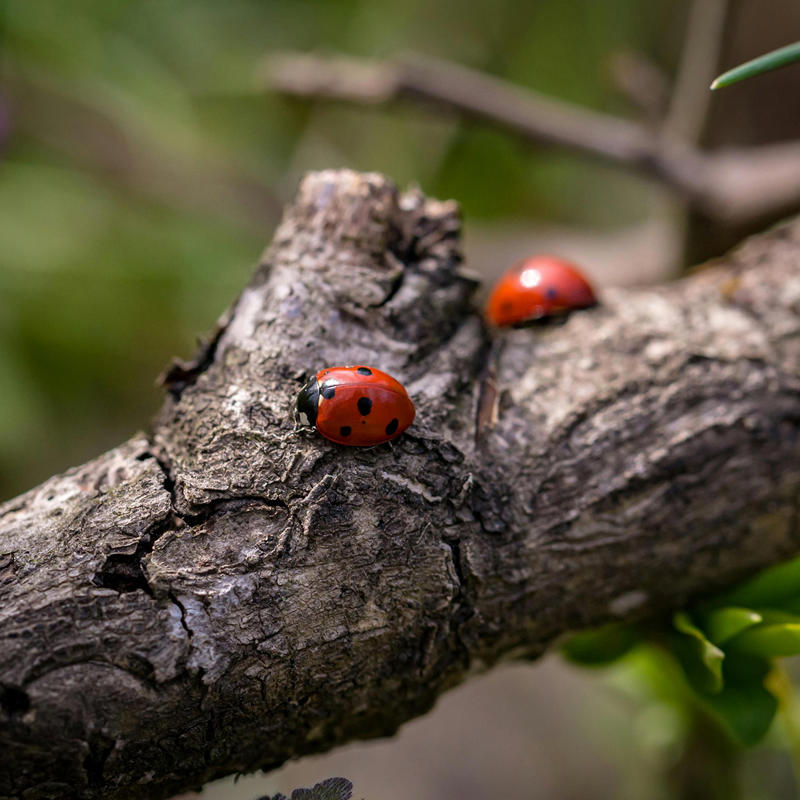 Ladybird Square