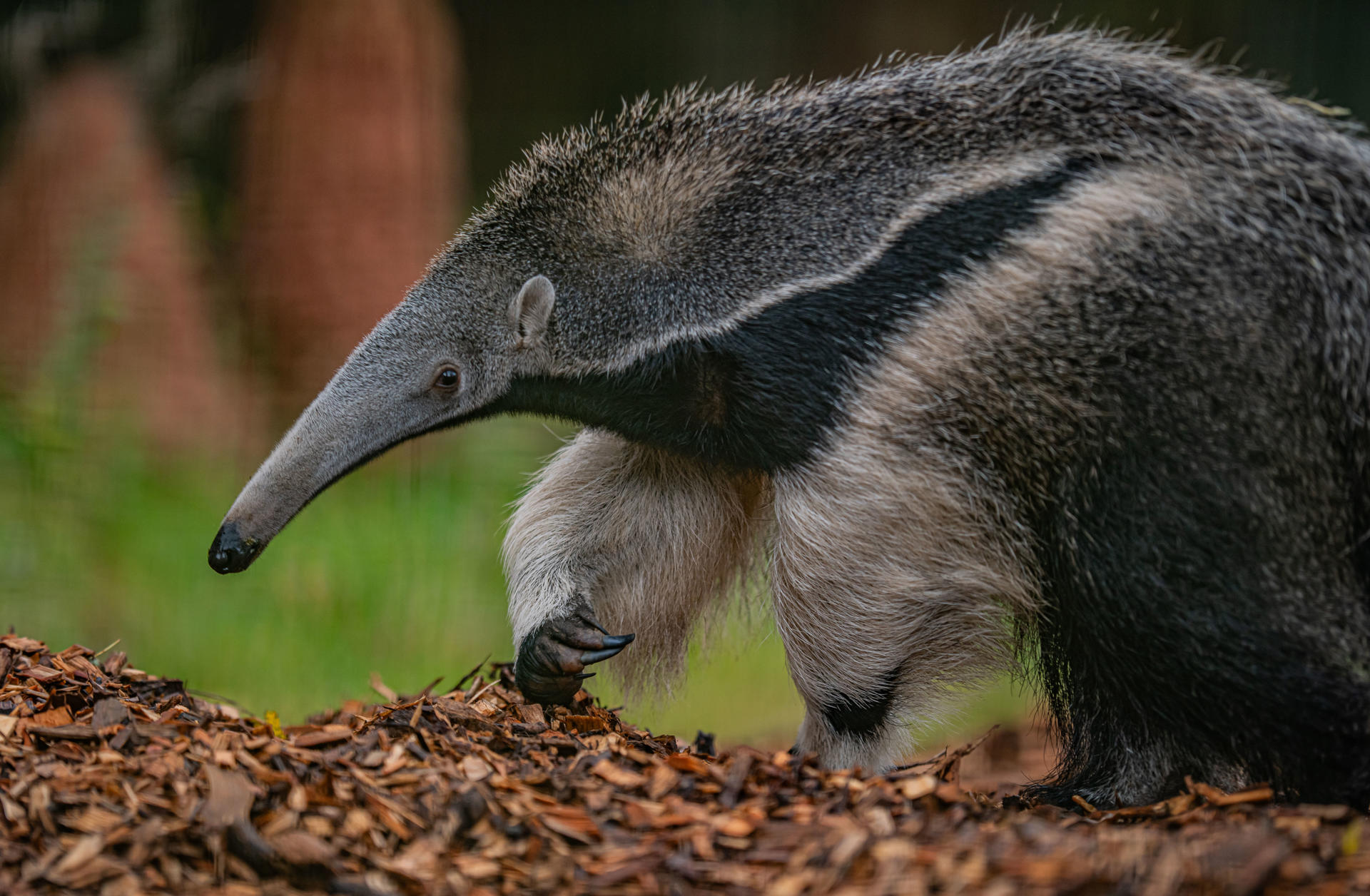 Anteater 8