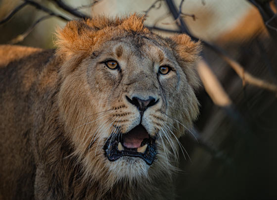 Asiatic Lion, Nilay(5)