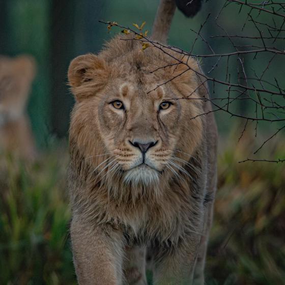 Asiatic Lion, Nilay(15) (1)