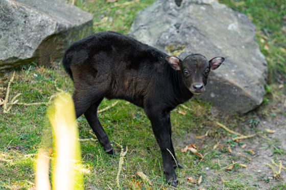At Just Two Weeks Old, The Female Anoa Calf Has Stepped Outside Of Her Den For The Very First Time15