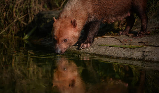Bush Dog 4