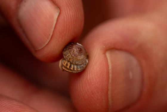 Desertas Island Land Snail, Madeira